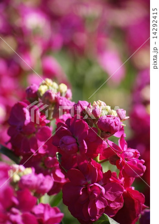 ストックの花の写真素材
