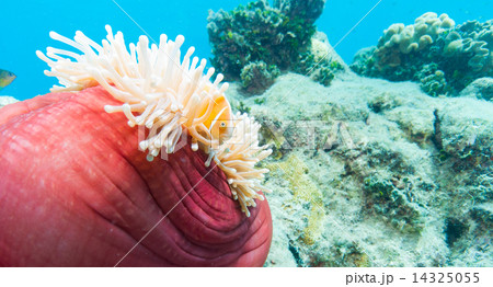 ニモの写真素材