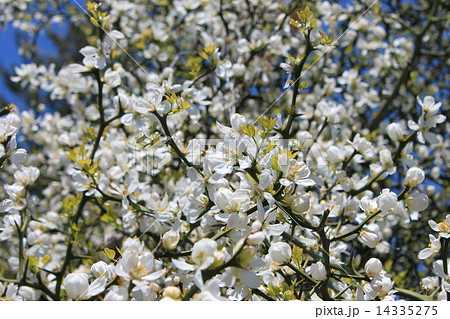 からたちの花 白い花 開花の写真素材