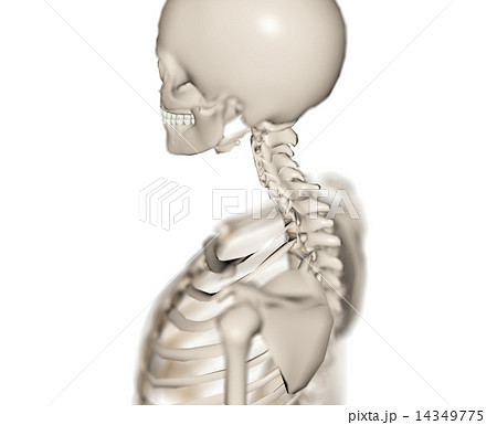 椎 骸骨 首 構造の写真素材