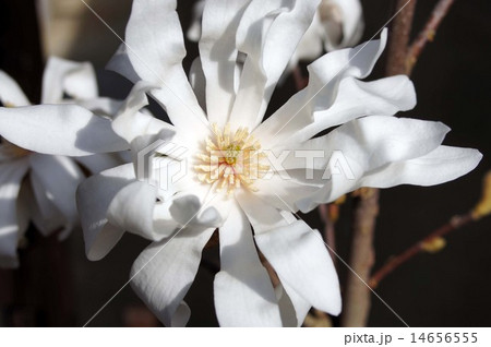 白花姫コブシの写真素材