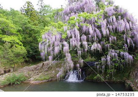 藤の木の写真素材