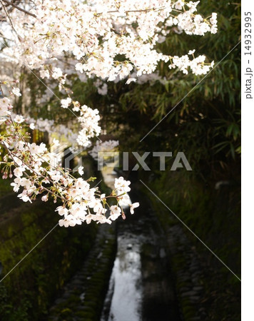 小川 桜 水路 苔の写真素材