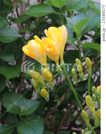 フリージャーの写真素材