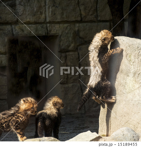 ネコ科 チーター 岩登り 赤ちゃんの写真素材