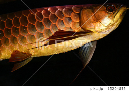 魚 アロワナ 金色 熱帯魚の写真素材 - PIXTA
