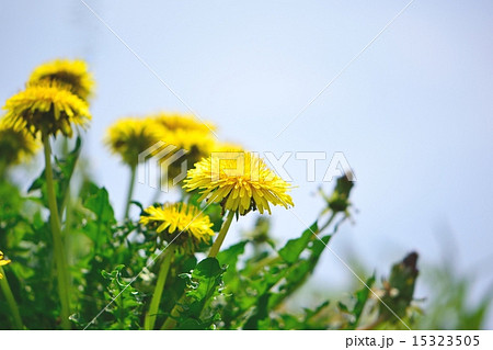 タンポポ ローアングル 黄 緑の写真素材 - PIXTA