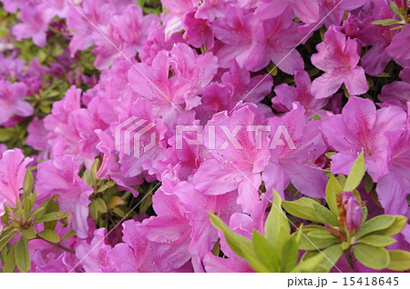 ツツジ 初夏の花 ５月の花 ネパールの国花の写真素材