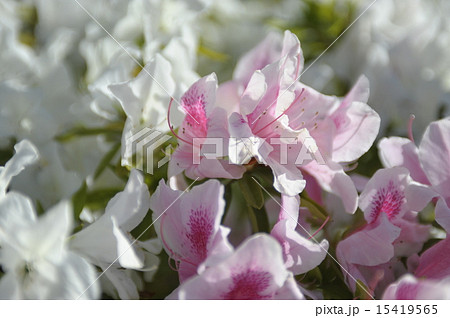 ツツジ 躑躅 ネパールの国花 ５月の花の写真素材