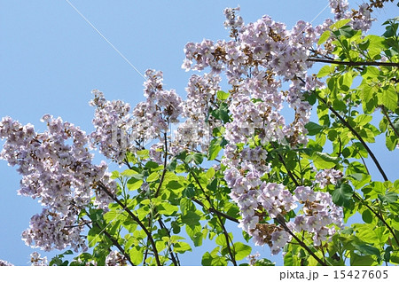 桐の花の写真素材 - PIXTA