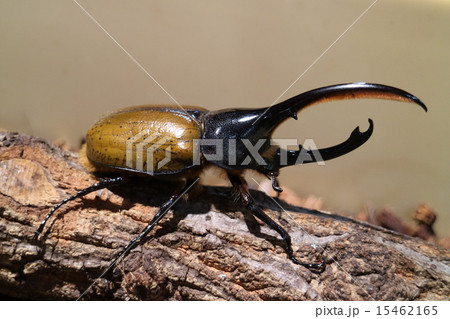 オスのヘラクレスオオカブトの写真素材