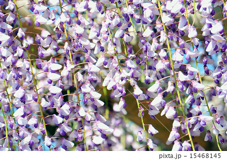 奥床しいの写真素材