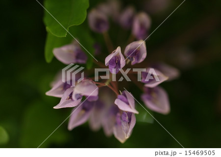 藤の花 紫と白の花 花びら 花芯の写真素材 藤の花 紫と白の花 花びら 花芯の写真素材