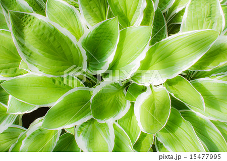 ふちが白い葉の写真素材