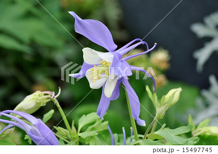 おだまきの花の写真素材