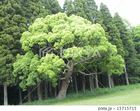 クスノキ 大木 昭和の森 常緑高木の写真素材