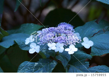 玉紫陽花の写真素材