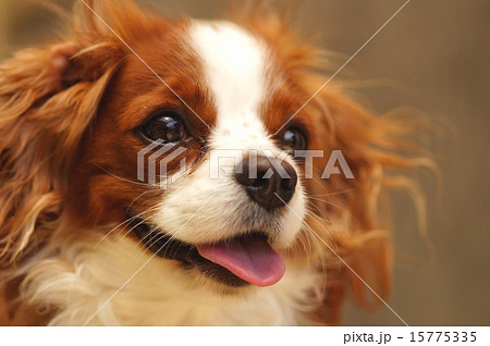 キャバリア 犬 優しい 可愛いの写真素材