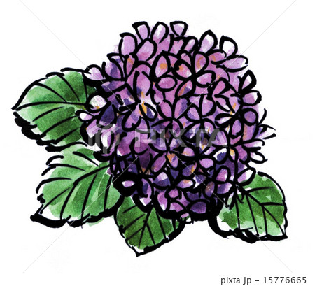 花 紫陽花 水彩 絵手紙風の写真素材