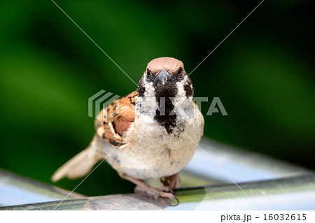 鳥 雀 一羽 正面の写真素材