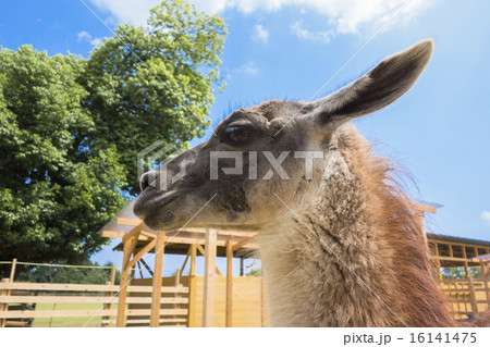 ラマ リャマ ジャマ 動物の写真素材