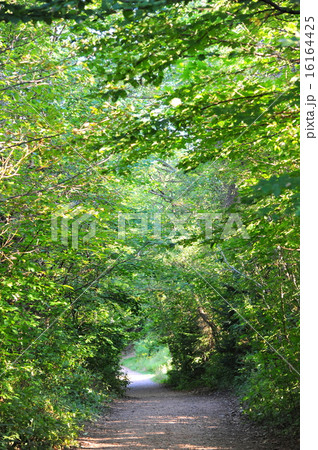 風景　森の小道 森の小道 | GANREF