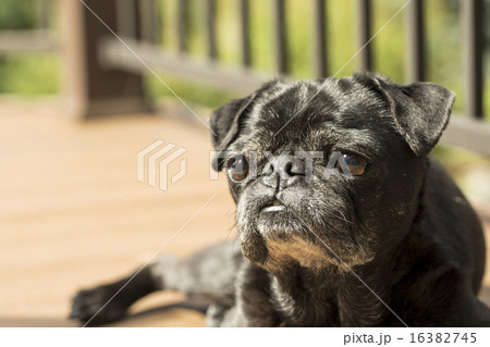 小型犬 黒バグ パグ 動物の写真素材