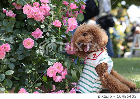 犬 トイプードル 洋服 バラの写真素材