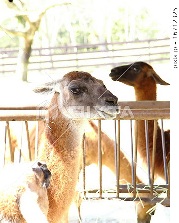 リャマ 動物 横顔 かわいいの写真素材