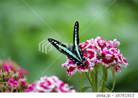 アオスジアゲハ アゲハチョウ 蝶 横向きの写真素材