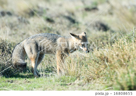 きつね キツネ 狐 灰色の写真素材 - PIXTA