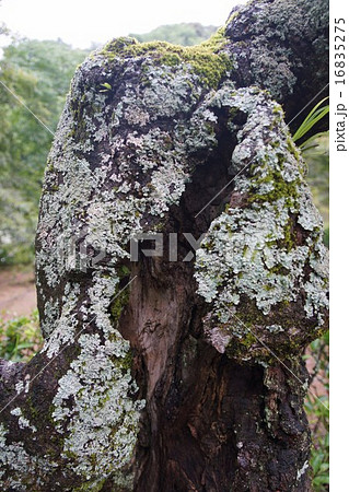 梅樹苔 白いコケ 木の幹 蘚類の写真素材