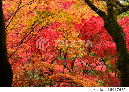 Momiji, Japanese maple in autumn seasonの写真素材 [16917685] - PIXTA