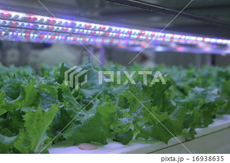 人工光型植物工場の写真素材