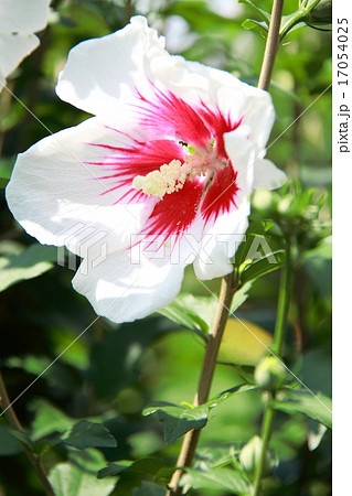 ムグンファ 花の写真素材