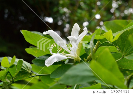 白い花 マメ科 バウヒニア 樹木の写真素材