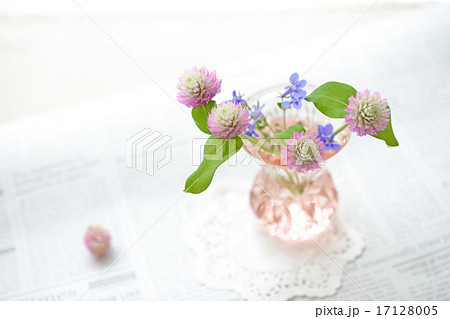 ロベリアの写真素材 ロベリアの写真素材