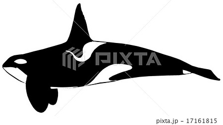 Killer Whale Whale Illustrations