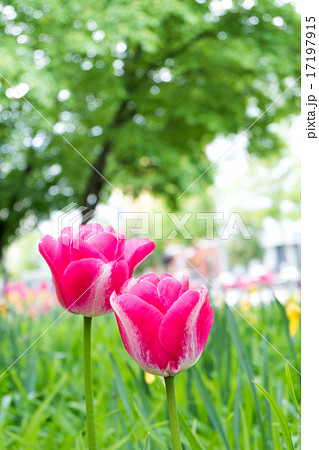 フィンランド 春の花 ヘルシンキ チューリップのある景色の写真素材