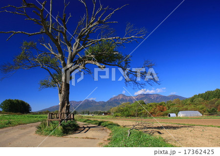 野辺山高原 野辺山 ヤマナシの木 山梨の木の写真素材