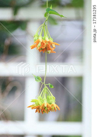 花 植物 イエライシャン 夜来香の写真素材