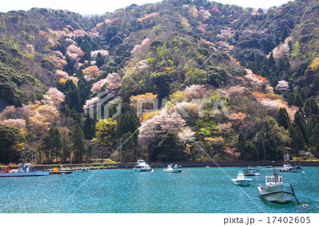 神子の山桜の写真素材