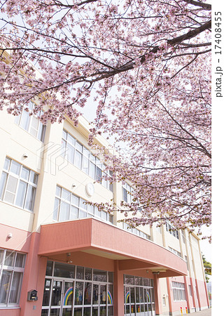 校門前 桜の写真素材