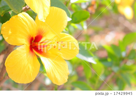 ハイビスカス 黄色の写真素材