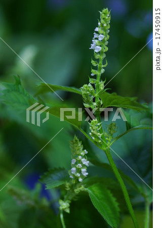 アオジソの花の写真素材