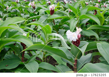 フクジンソウ 多年草 福神草 植物の写真素材 - PIXTA