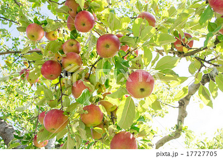 りんごの木の写真素材