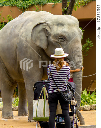 象の後ろ姿 動物の写真素材