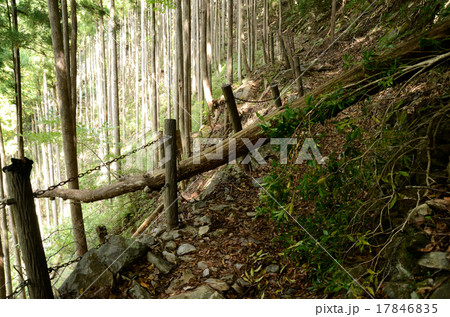 倒木 倒れる 山 木の写真素材