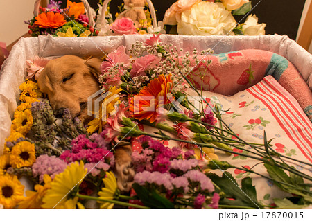 お葬式 お供え 家庭犬 遺影の写真素材